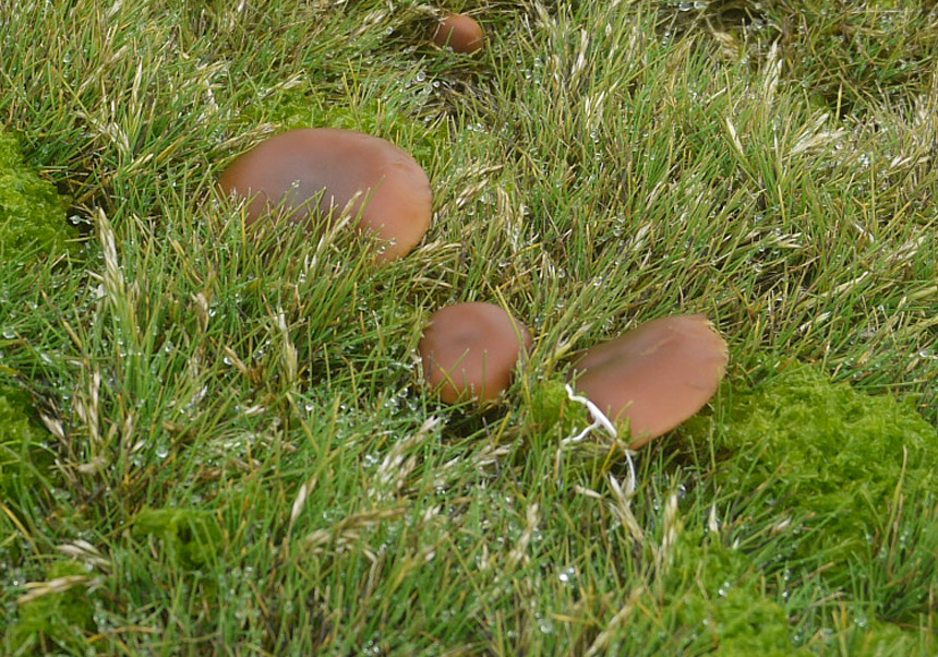 Exemplar de bolet <i>Galerina marginata</i>, creixent entre les molses i la pastura antàrtica, a Punta Hannah (l’Antàrtida). Foto: Asunción de los Ríos.